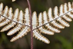 Aleuritopteris farinosa