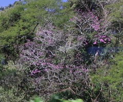 Handroanthus impetiginosus