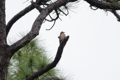 Melanerpes carolinus image