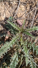 Eulobus