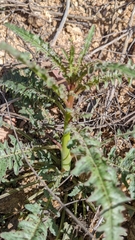 Eulobus