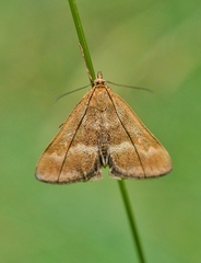 Pyrausta aerealis