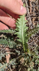 Eulobus