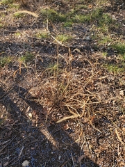 Setaria scheelei