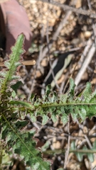 Eulobus