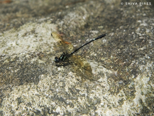 Progomphus gracilis