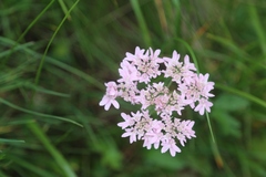 Heracleum austriacum siifolium