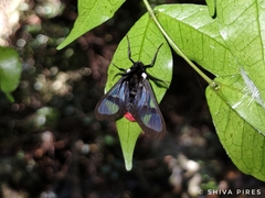 Aethria