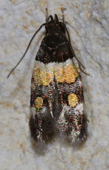 Triclonella determinatella