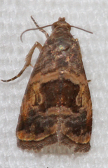 Tripudia rectangula