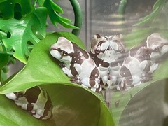 Trachycephalus resinifictrix