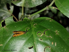 Centromacronema auripenne