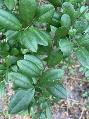 Myrcianthes fragrans