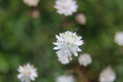 Astrantia bavarica