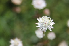 Astrantia bavarica