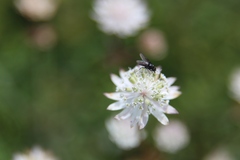 Astrantia bavarica