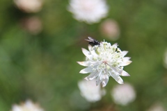 Astrantia bavarica