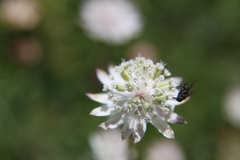 Astrantia bavarica