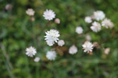 Astrantia bavarica