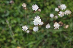 Astrantia bavarica