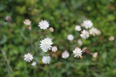 Astrantia bavarica