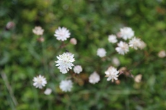 Astrantia bavarica