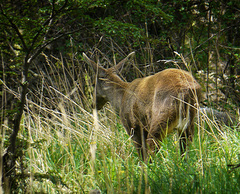 Hippocamelus bisulcus