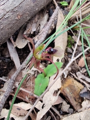 Chiloglottis seminuda