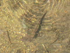 Paramesotriton hongkongensis
