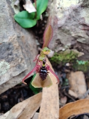 Chiloglottis seminuda