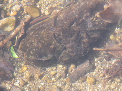 Liniparhomaloptera disparis