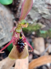 Chiloglottis seminuda