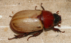 Cyclocephala melanocephala