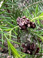 Dillwynia sieberi