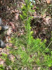 Dillwynia sieberi