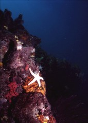 Pseudonepanthia troughtoni