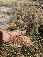 Bebbia juncea juncea