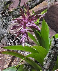 Tillandsia australis
