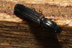 Colydium elongatum