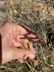 Bebbia juncea juncea