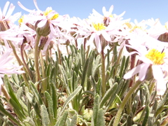 Erigeron vetensis