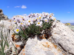 Erigeron vetensis