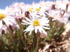 Erigeron vetensis
