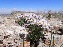 Erigeron vetensis