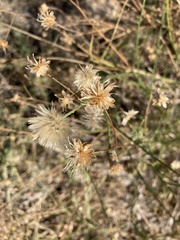 Bebbia juncea juncea