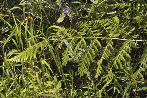 Dryopteris cinnamomea, 2011-09-07