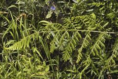 Dryopteris cinnamomea