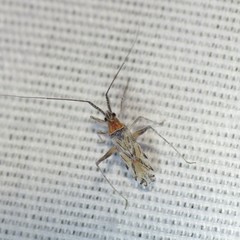 Phytocoris squamosus