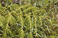 Dryopteris cinnamomea