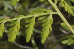 Dryopteris cinnamomea